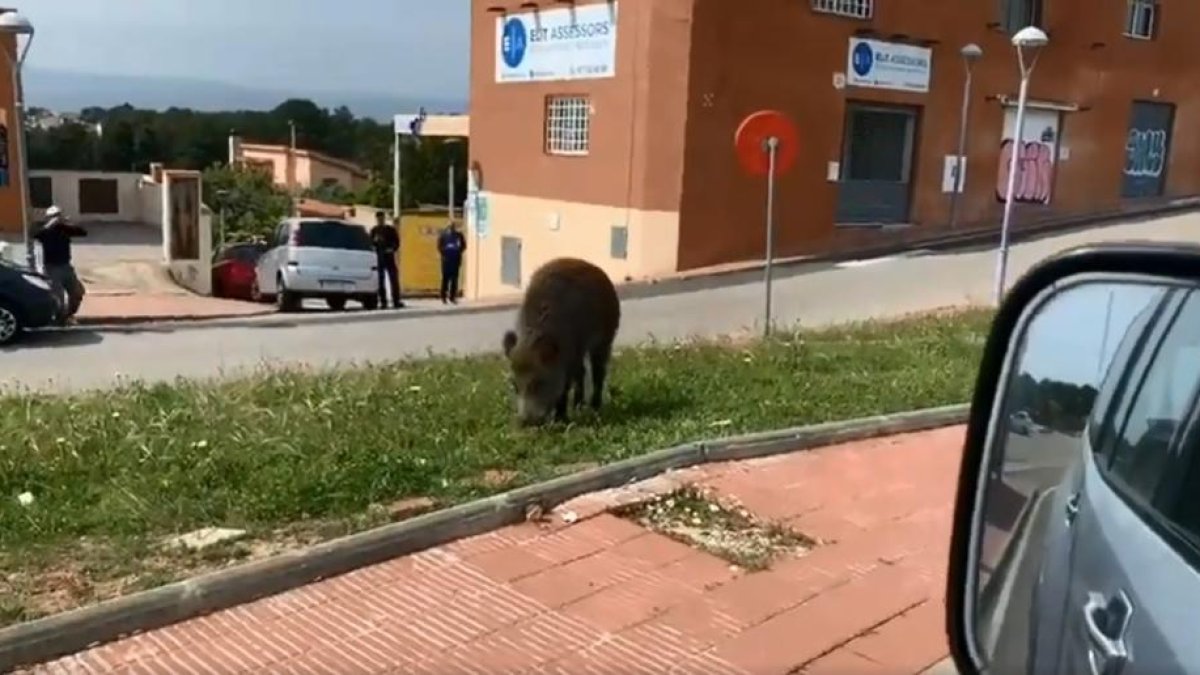 Un dels instants del vídeo que circula per les xarxes socials.