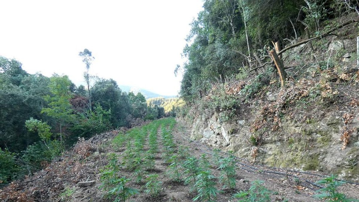 Imatge de la plantació de marihuana al Parc Natural del Montseny, on els Mossos van detenir una persona