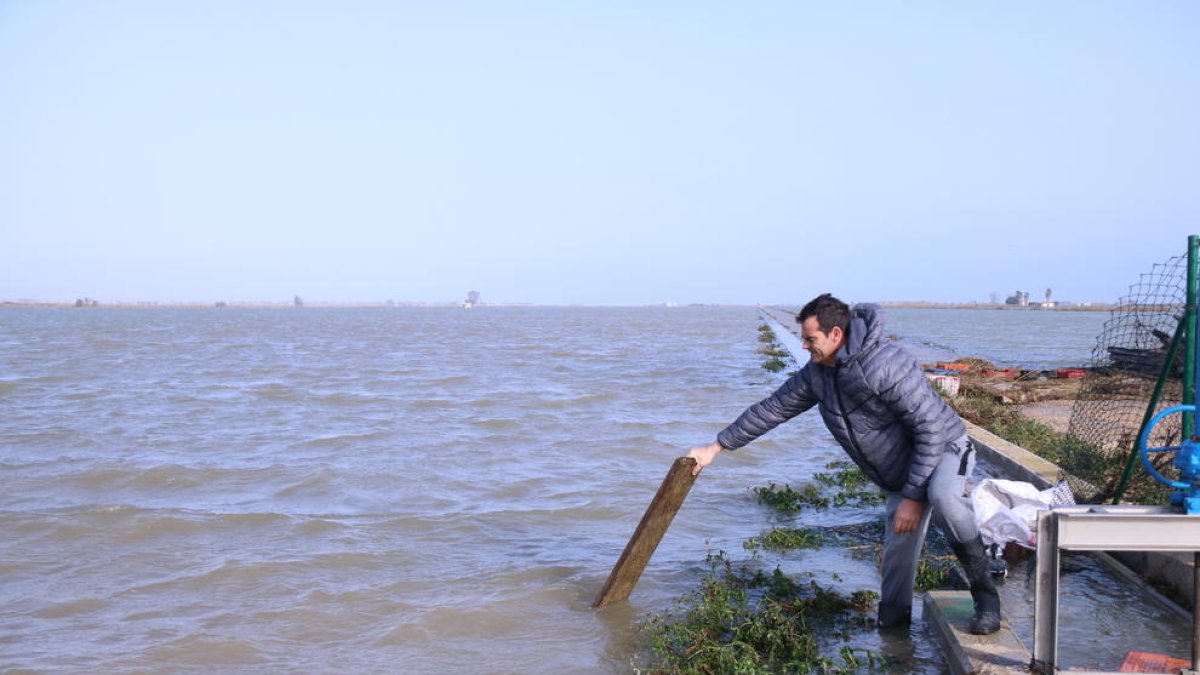 Arrossaires comprueban el agua del mar que ha entrado a los arrozales de la balsa de la Arena del delta del Ebro