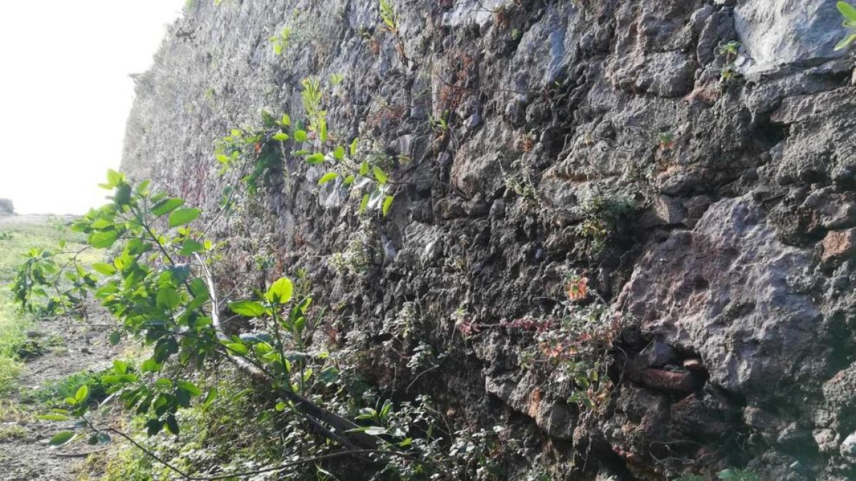 En primer terme, un dels arbres en fase de creixement en un dels murs exteriors del fortí.