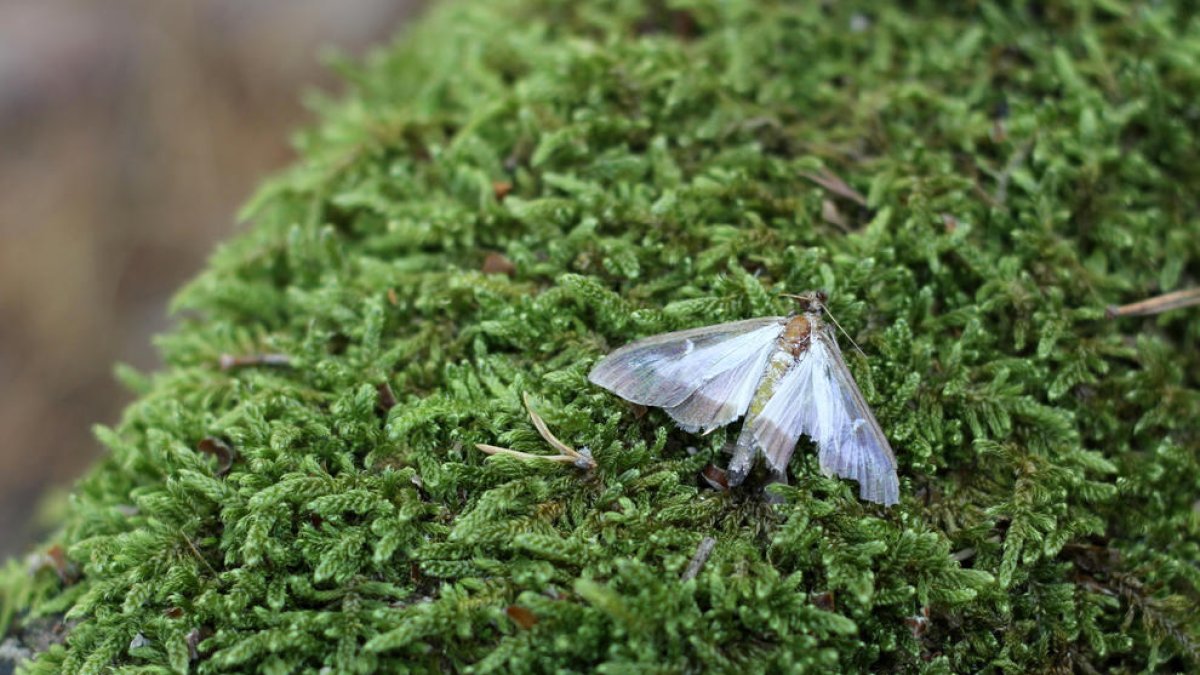 Una papallona del boix al parc natural dels Ports.