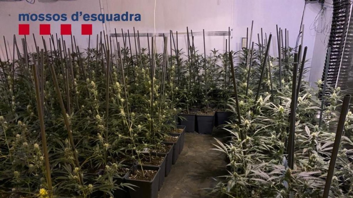 Los Mossos d'Esquadra encontraron más de 3.000 plantas de marihuana dentro las viviendas de Lloret y Tossa de Mar.