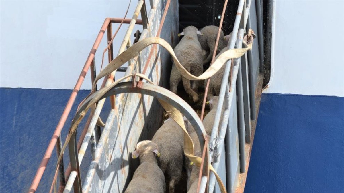 Una operació de càrrega de xais al port de Tarragona.