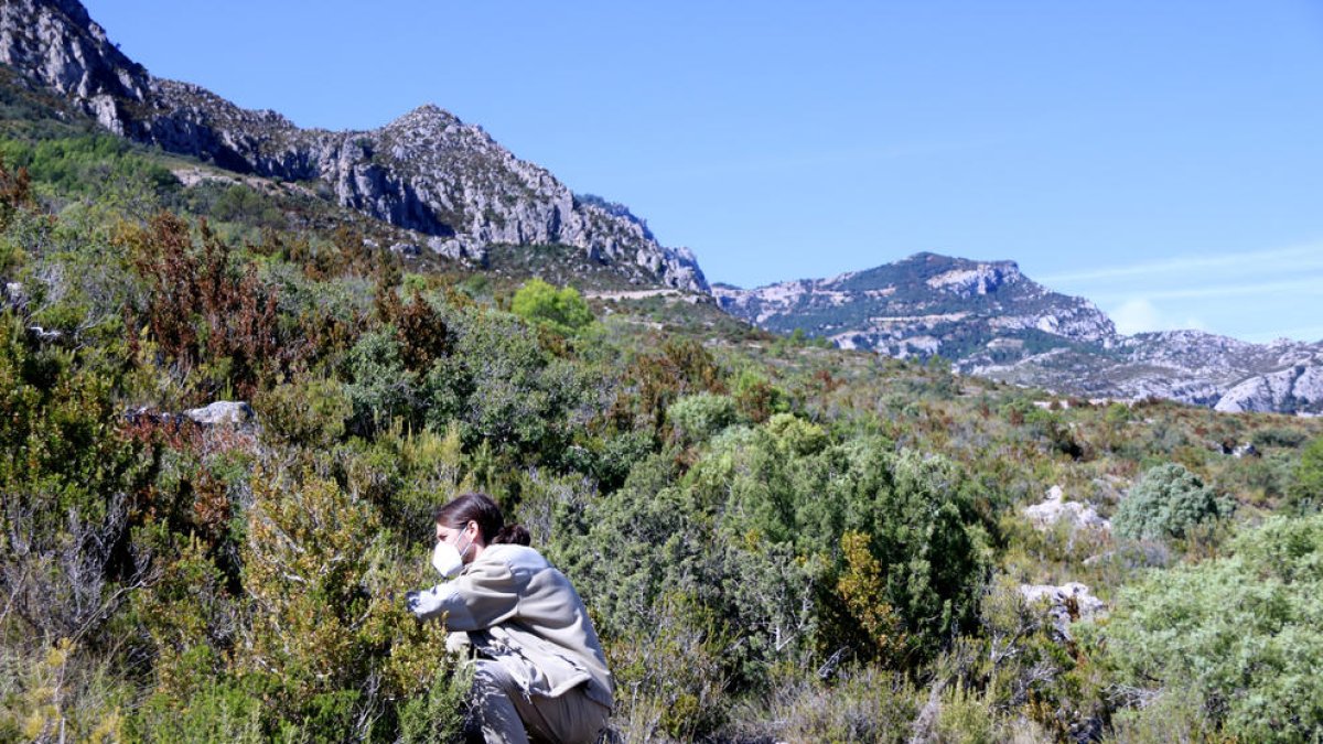 Un técnico del parque natural inspeccionando un acebo en la parte baja del macizo de los Ports.