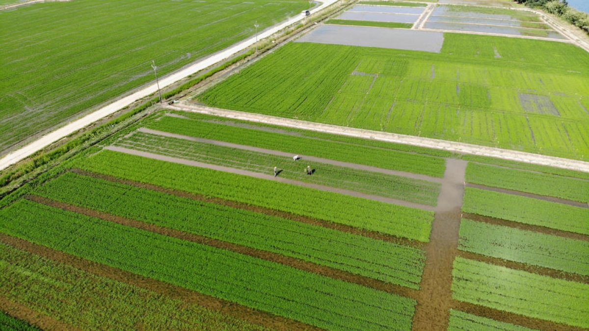 Imatge aèria d'un camp d'arròs ecològic plantat en files.