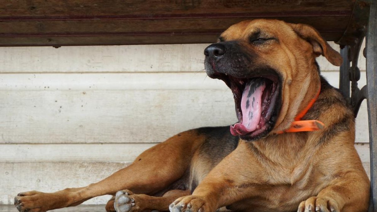 Imagen de un perro bostezando.