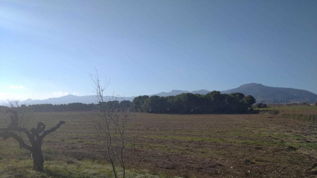 Terrenos donde se proyectarían placas solares, en el término del Pla de Santa Maria.