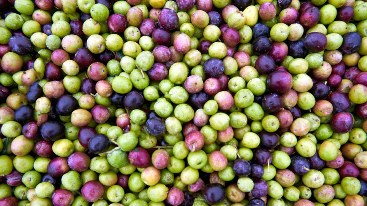 Las olivas de variedades experimentales cultivadas en Batea.