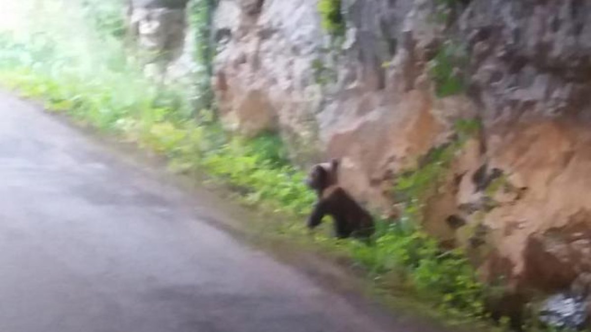 El osezno de tres meses localizado en los montes de Proaza