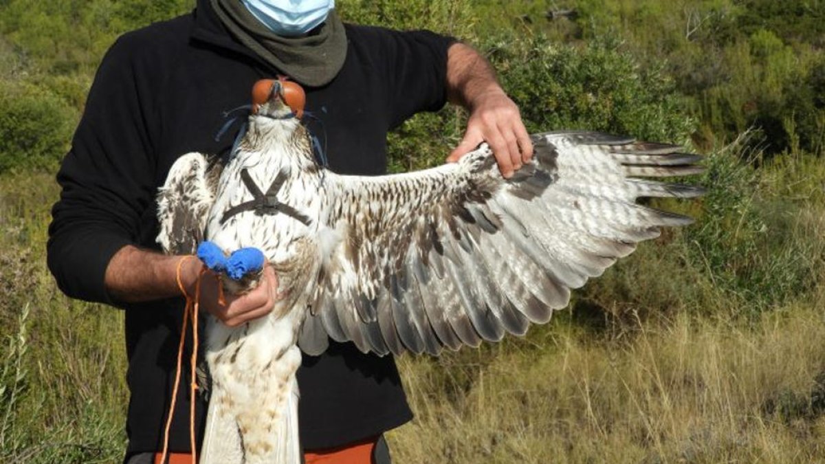 Un exemplar d'àguila cuabarrada agafat per un tècnic.