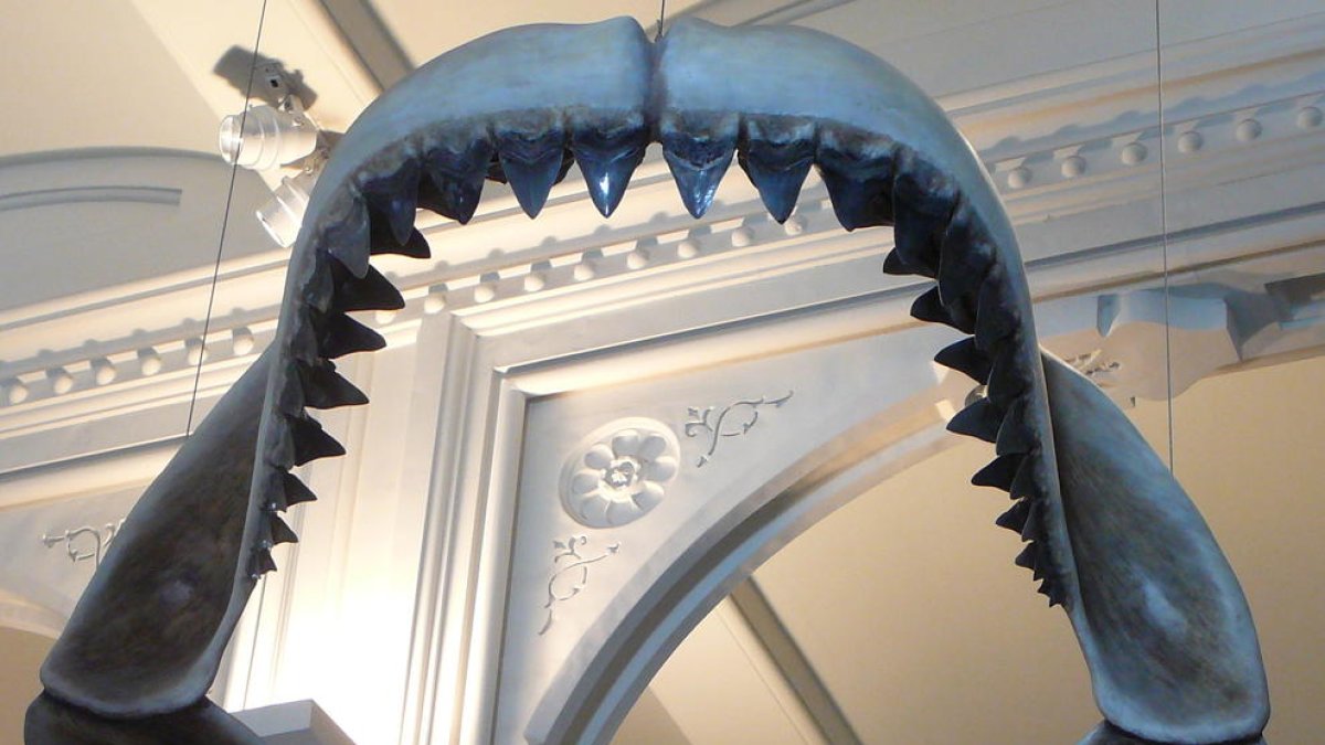 Imagen de lo que podría ser la boca de un megalodon.
