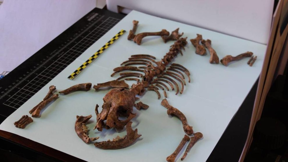 Un esqueleto de perro procedente de restos de entierros humanos en Córdoba.