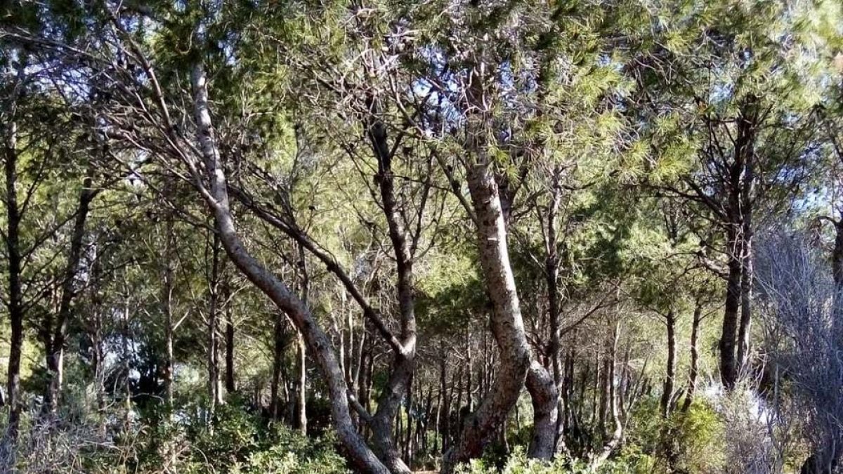 Les caixes de fusta s'han col·locat al bosc situat a la part de dalt de la pedrera del Cap Salou.