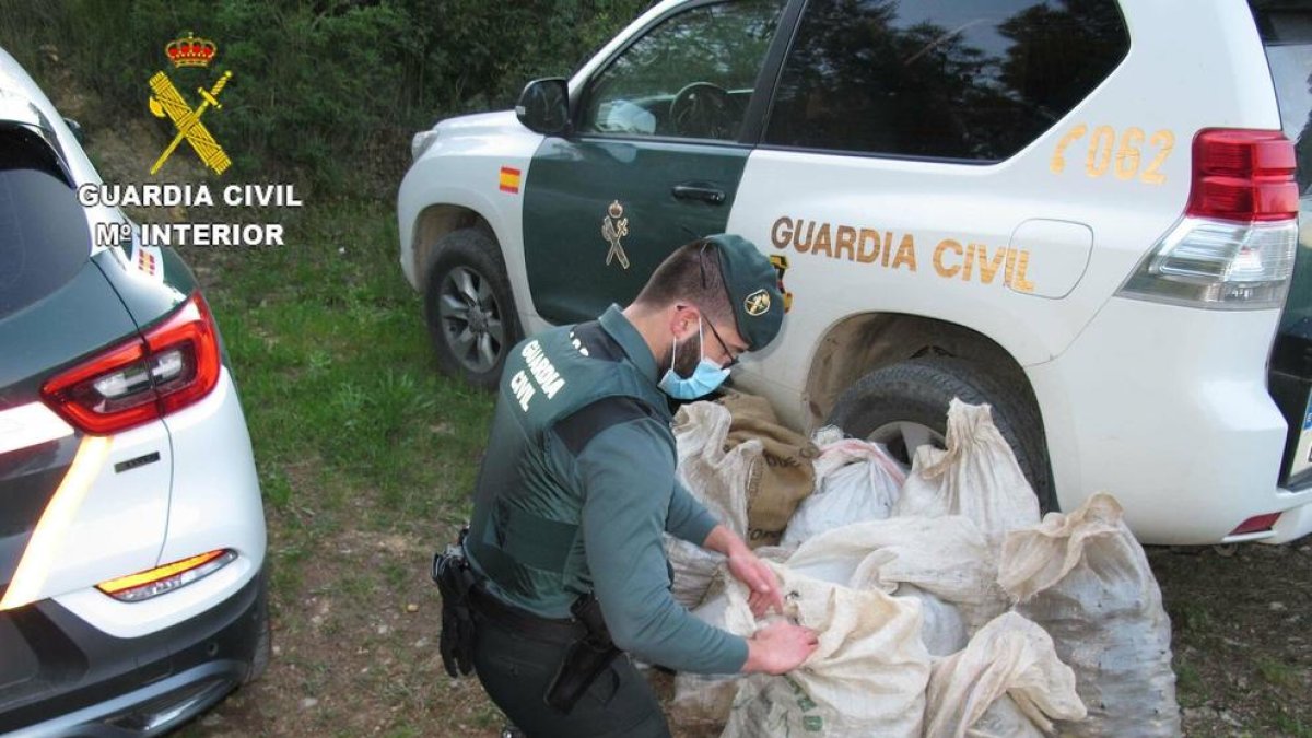 Els individus no disposaven de cap permís ni autorització del propietari de la finca per recollir les garrofes.