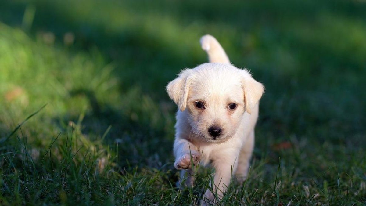 Imagen de archivo de un cachorro.