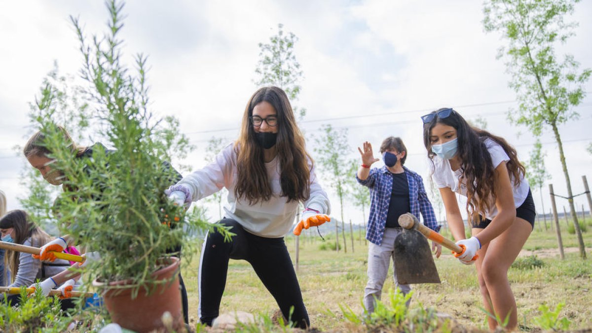 Els alumnes de l'INS El Morell fent la plantació ahir al matí.