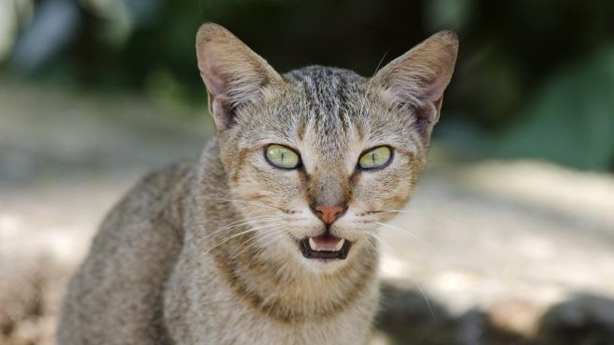 Imagen de un gato doméstico.