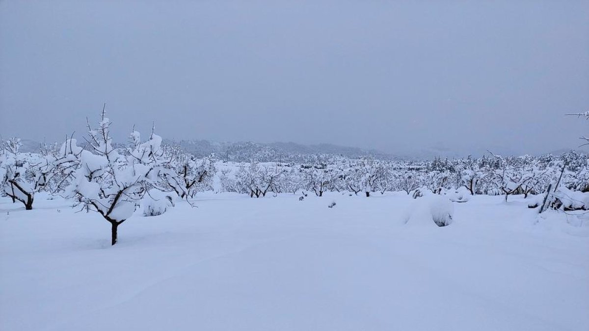 Imagen del término de Arnes, en la Terra Alta, con gruesos|grosores de nieve de 60 cm.