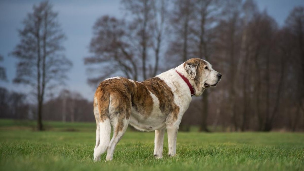 Imagen de un perro.