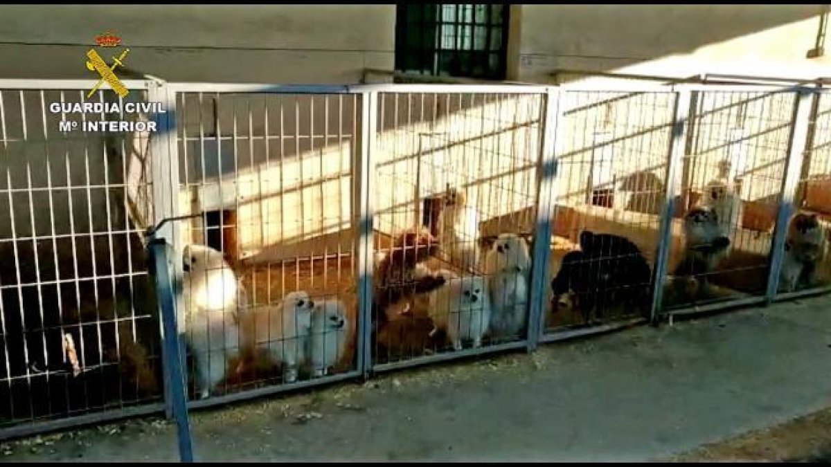 Gossos en una gàbia de la granja.