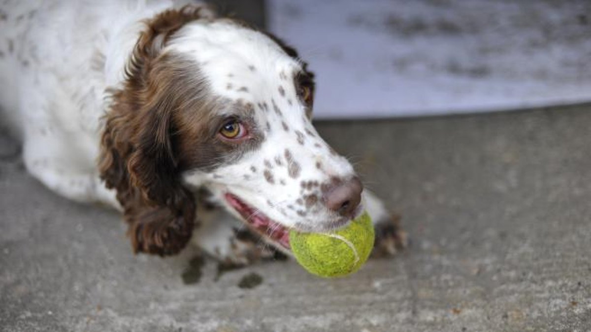 Imagen de un perro con una pelota de tenis a la boca.