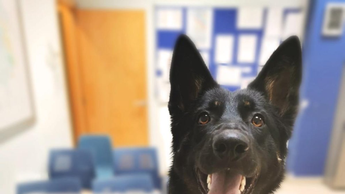 Uno de los perros de la unidad canina de la policía local de Amposta con los estupefacientes decomisados al detenido.