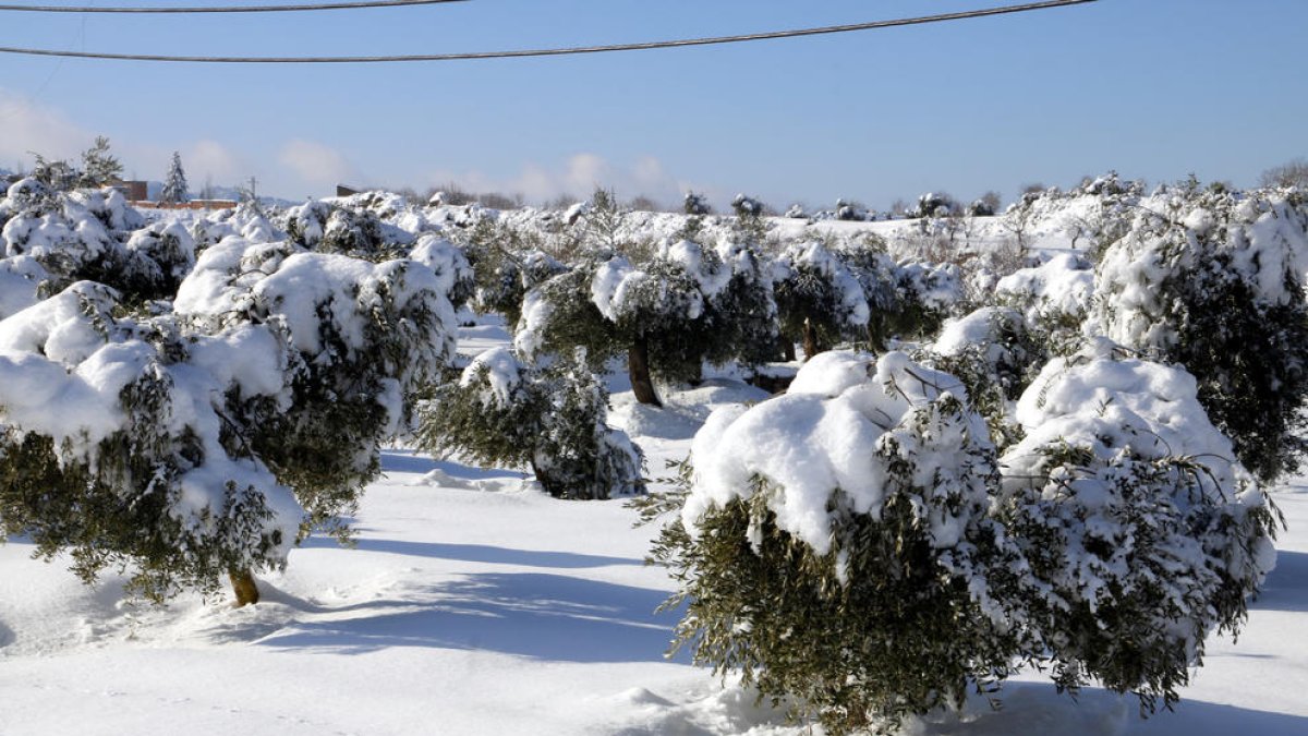 Pla general d'un camp d'oliveres cobertes de neu caiguda pel temporal Filomena