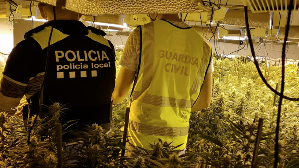 La plantació es trobava en una local