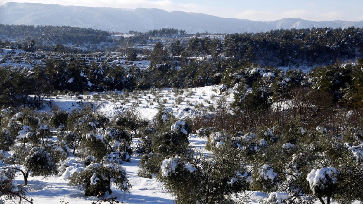 Pla general on es pot veure un camp d'oliveres amb arbres amb rames trencades pel pes de la neu, a Vinaixa.