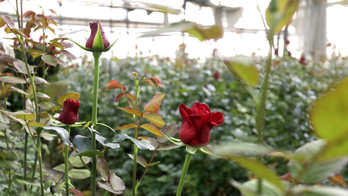 Una rosa en un hivernacle del Maresme.