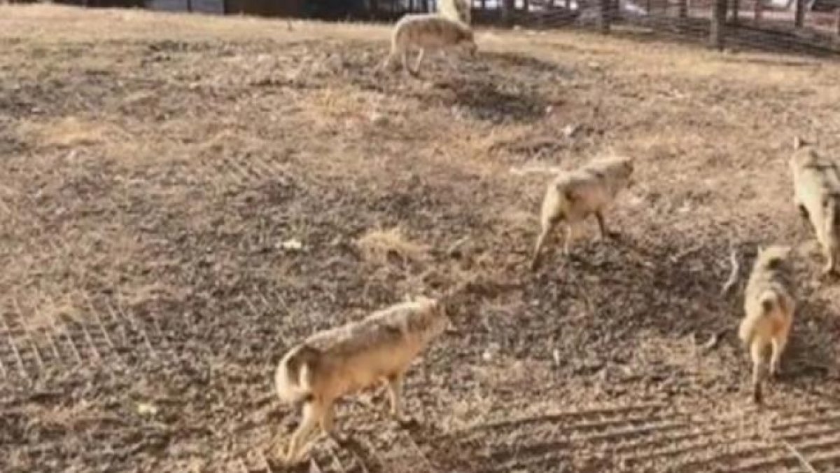 La manada de lobos, después de matar al perro.