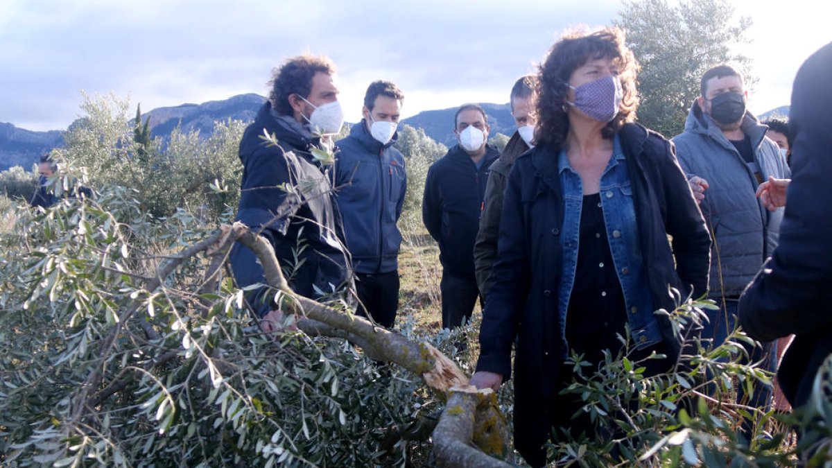 Plano medio de la consellera de Agricultura, Teresa Jordà, al lado de un olivo joven roto por el peso de la nieve.