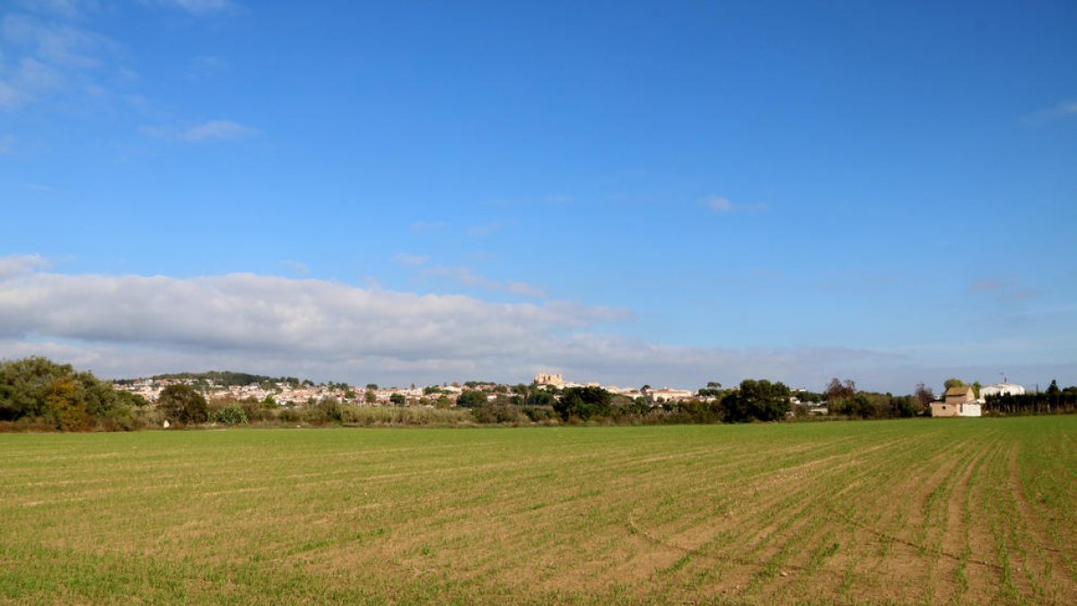 Un sembrat de la Plana del Vinyet, a Tarragona, amb la vila d'Altafulla al fons. Imatge del 18 de novembre del 2020.