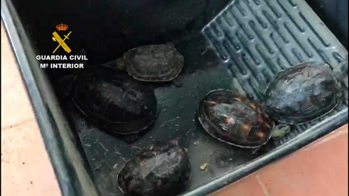 Imatge d'algunes tortugues intervingudes.