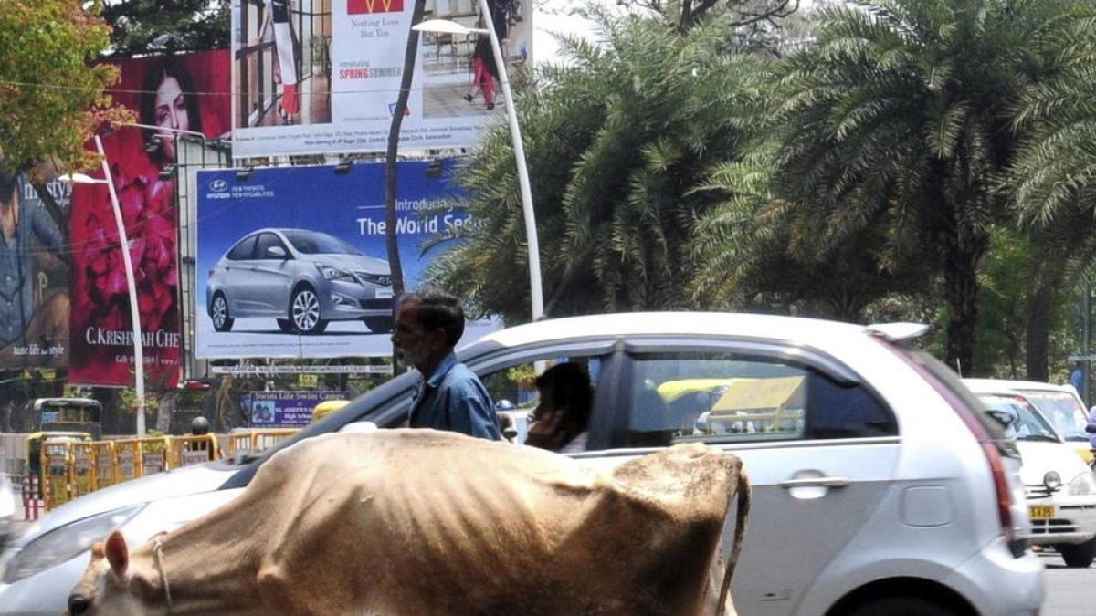 Una vaca pasea por la India.