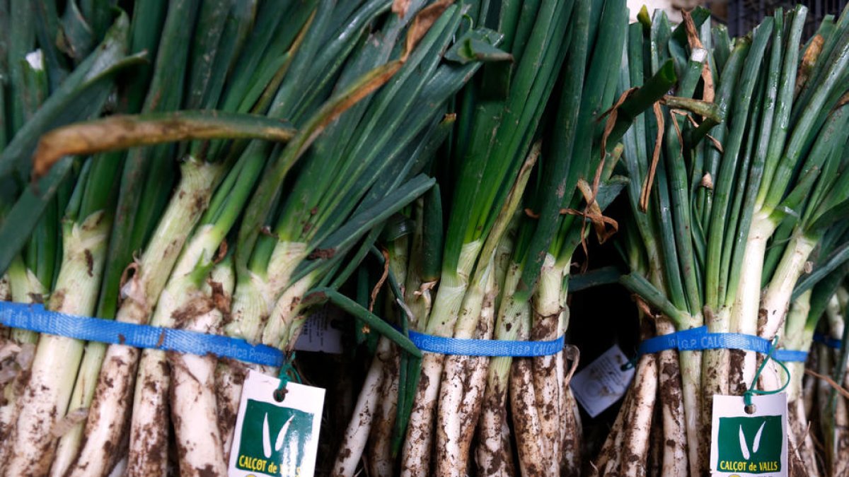 Un manat de calçots d'un productor de la IGP Calçot de Valls.