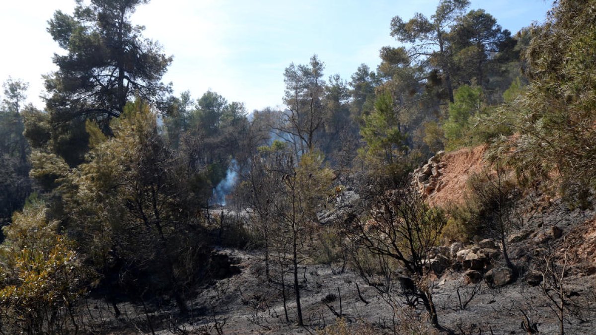 Una zona de pinar cremada en l'incendi forestal de la serra de Senan, a la Conca de Barberà.