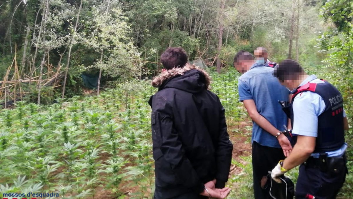 En Vila-rodona, los Mossos detuvieron a dos hombres, responsables de la plantación de marihuana.