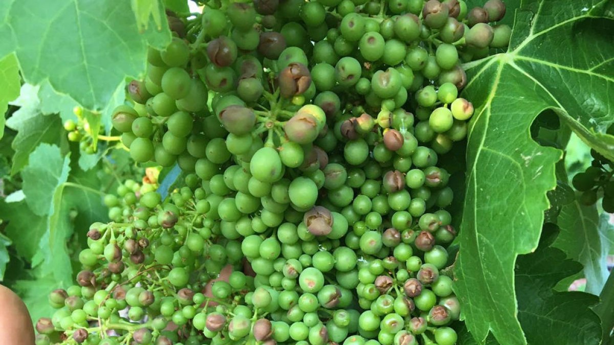 Raïm malmès per la pedra en una finca d'el Lloar, al Priorat.