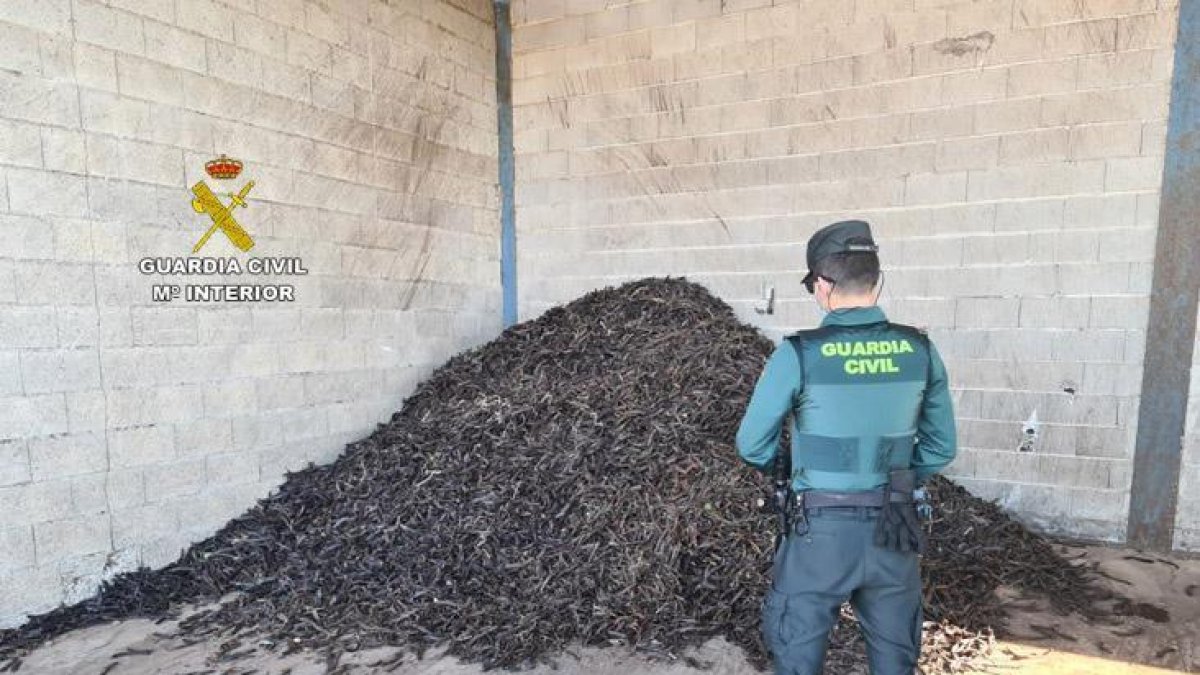 Imatge d'arxiu d'un agent de la Guàrdia Civil i un carregament de garrojes robades.