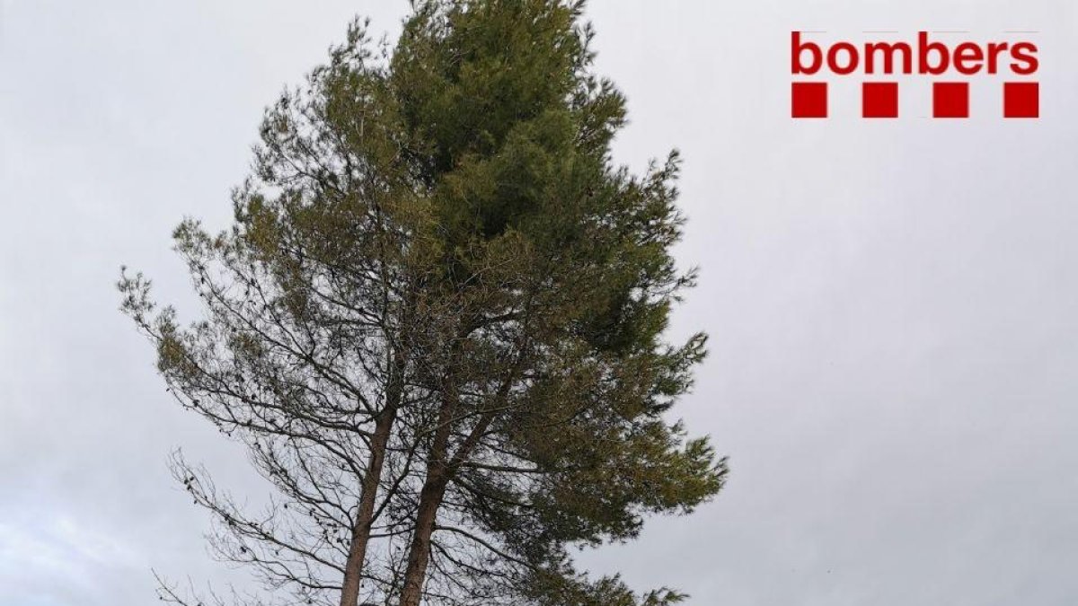 Imatge de l'arbre que ha caigut al mig de la cerretera a Horta de Sant Joan