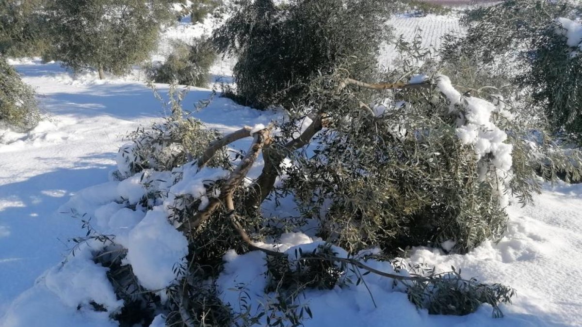 Una rama de olivo de la DOP Siurana, rota por la nevada del temporal Filomena.