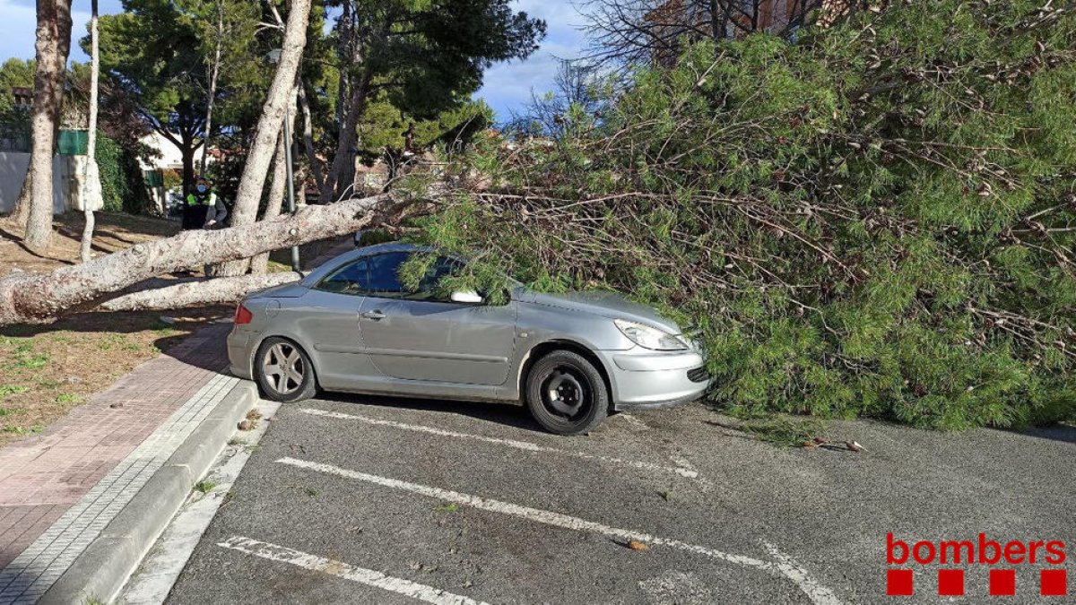 Un árbol ha caído sobre un coche en Cambrils.