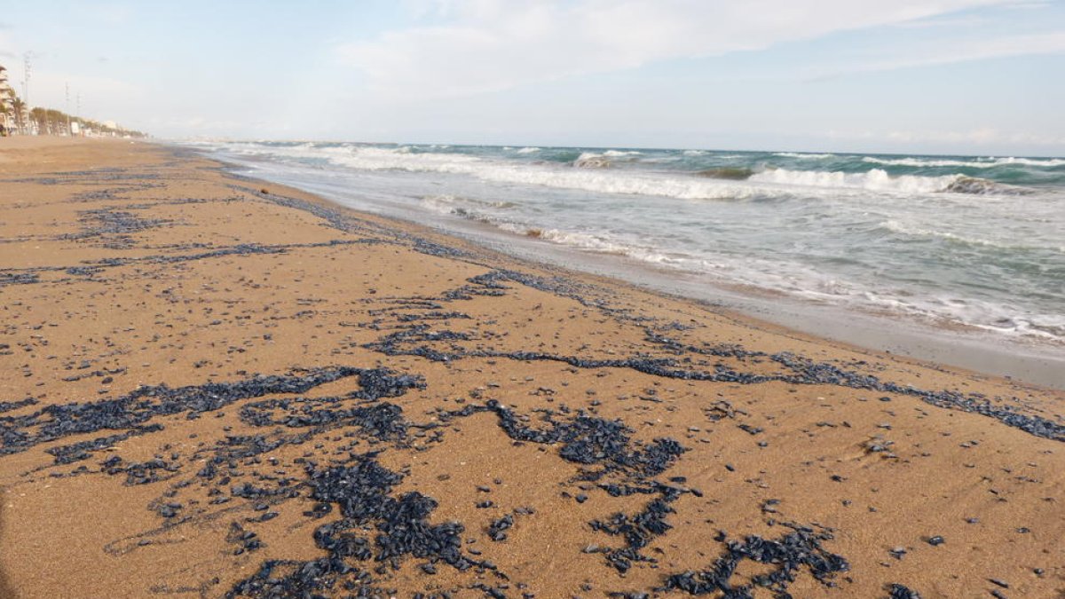 Imagen de la playa de Calafell llena de medusas.