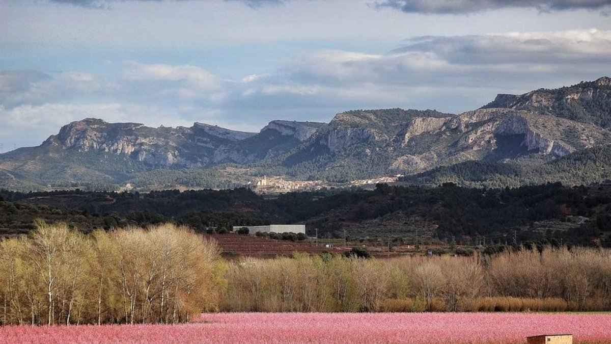 A la Ribera d'Ebre es pot contemplar la floració de l'ametller, el presseguer i el cirerer.