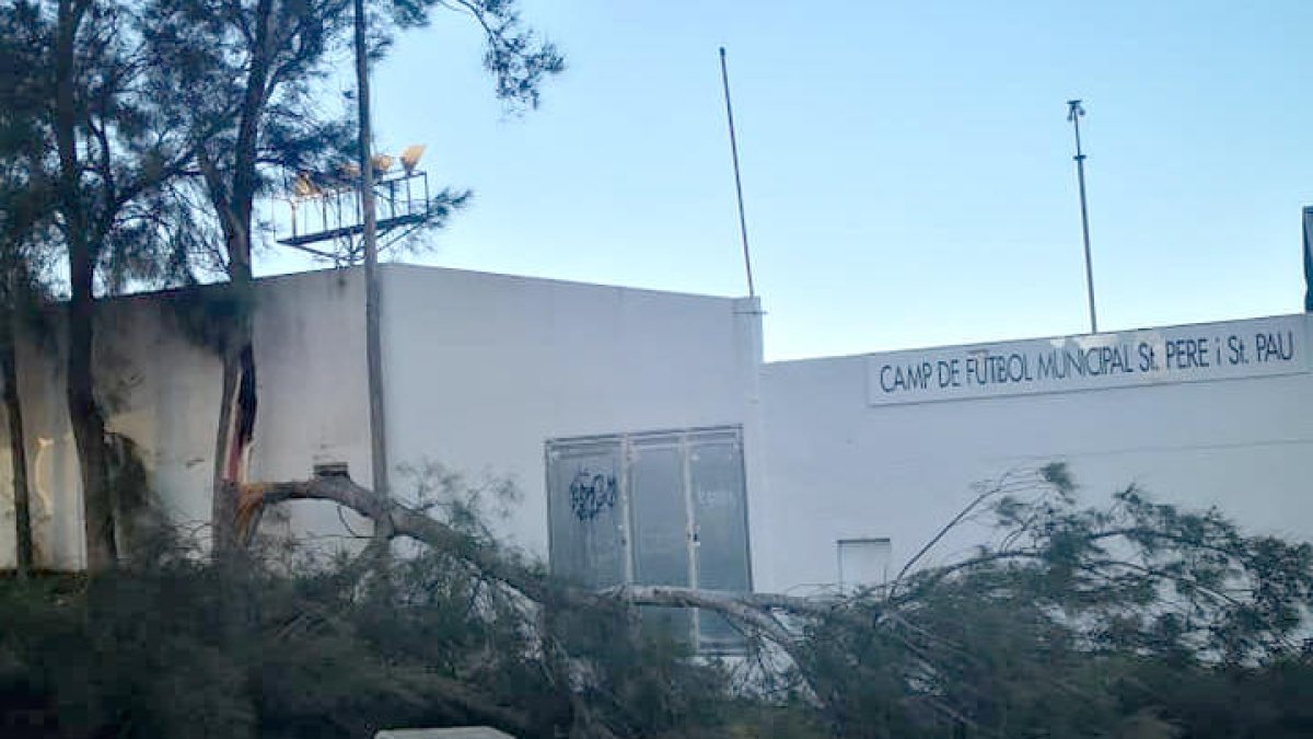 Árbol caído a causa del viento en Sant Pere i Sant Pau