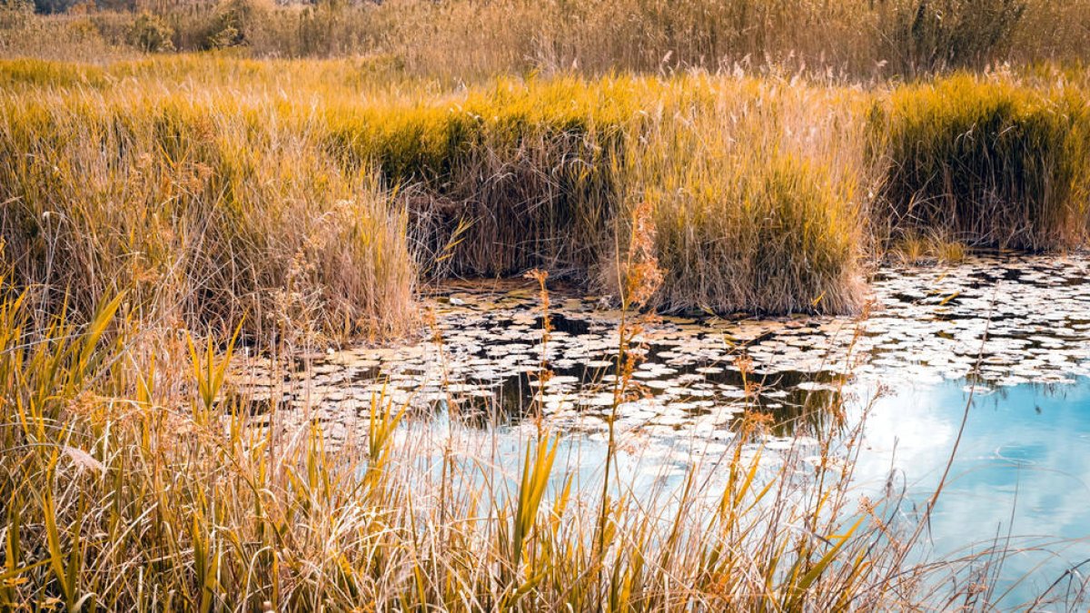 Una laguna del Delta del Ebro con ejemplares de nenúfar blanco silvestre.