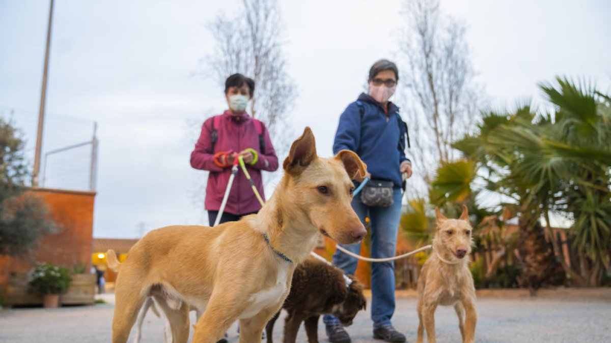 Imatge del passat febrer de la Protectora d'Animals de Tarragona, on acullen els gossos abandonats.