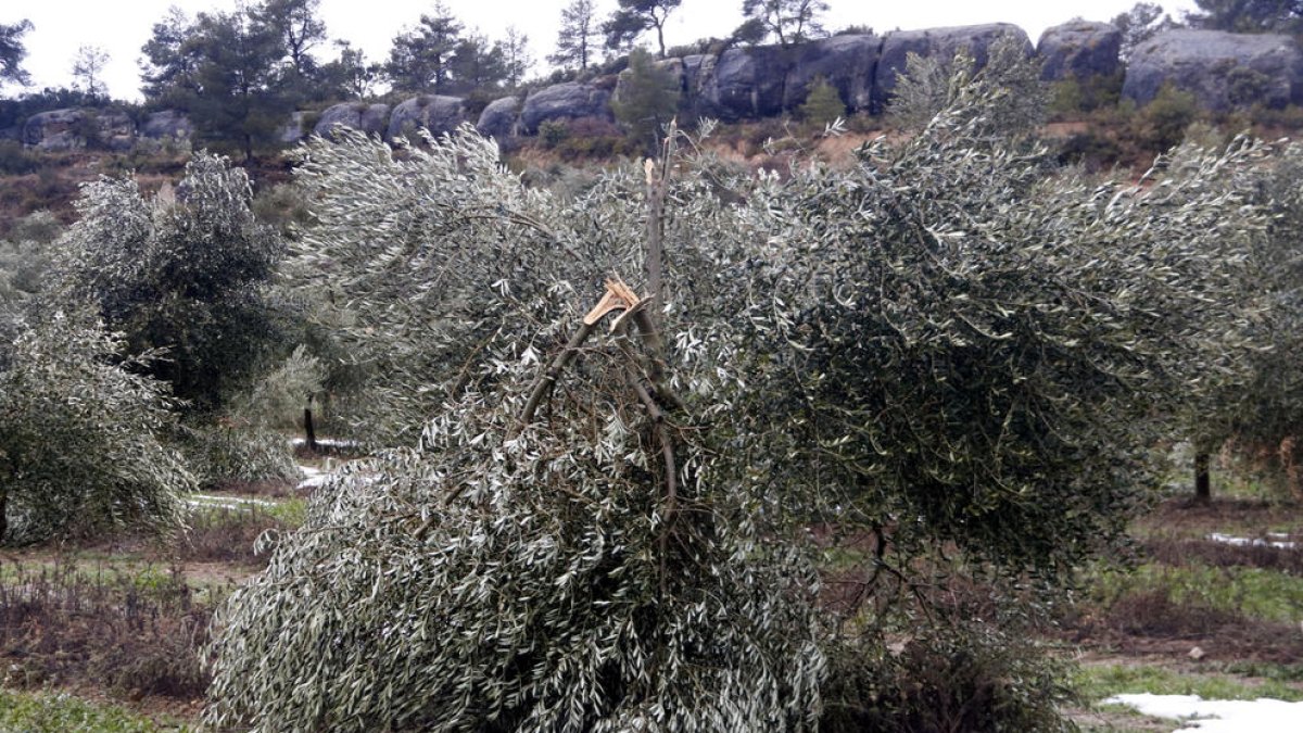 Pla obert on es pot veure un camp d'oliveres amb danys per la nevada del temporal Filomena