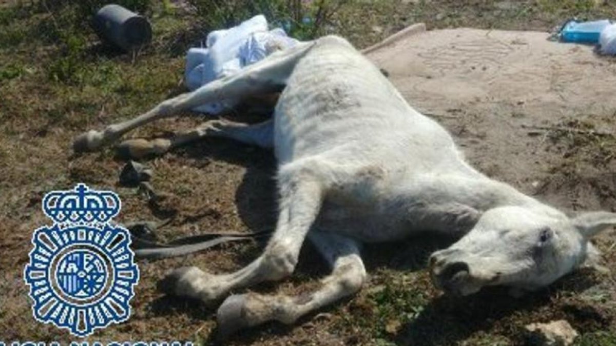 Imagen de uno de los caballos muertos.